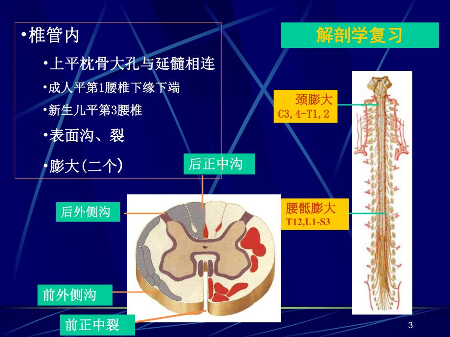 脊髓损伤康复.ppt_第3页