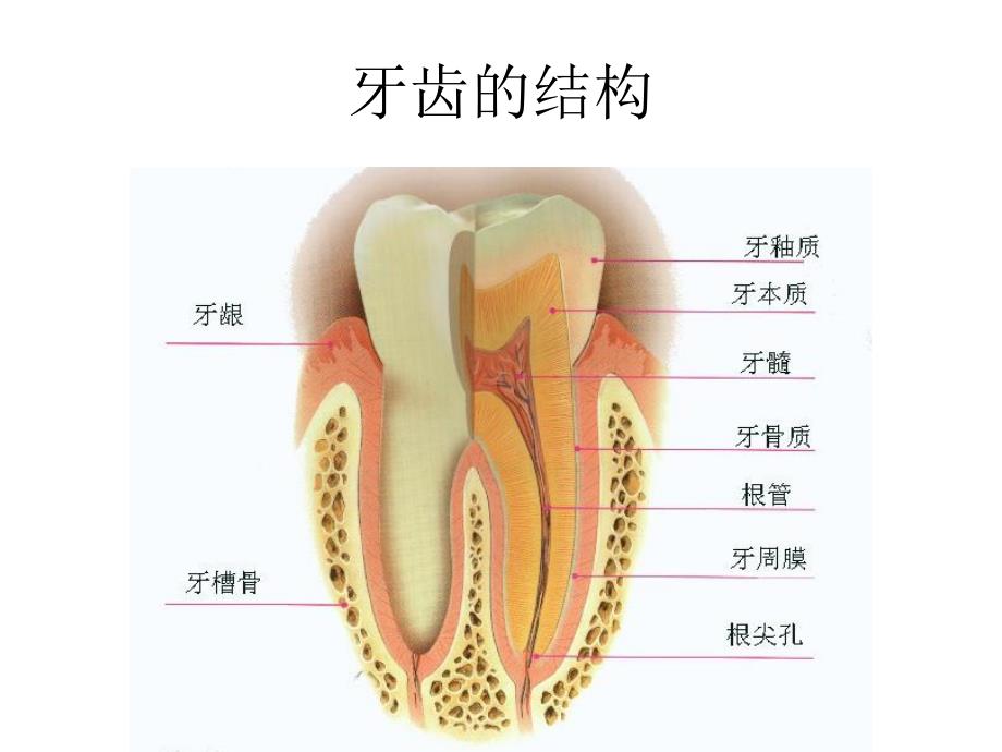 口腔保健知识讲座幻灯片.ppt_第3页