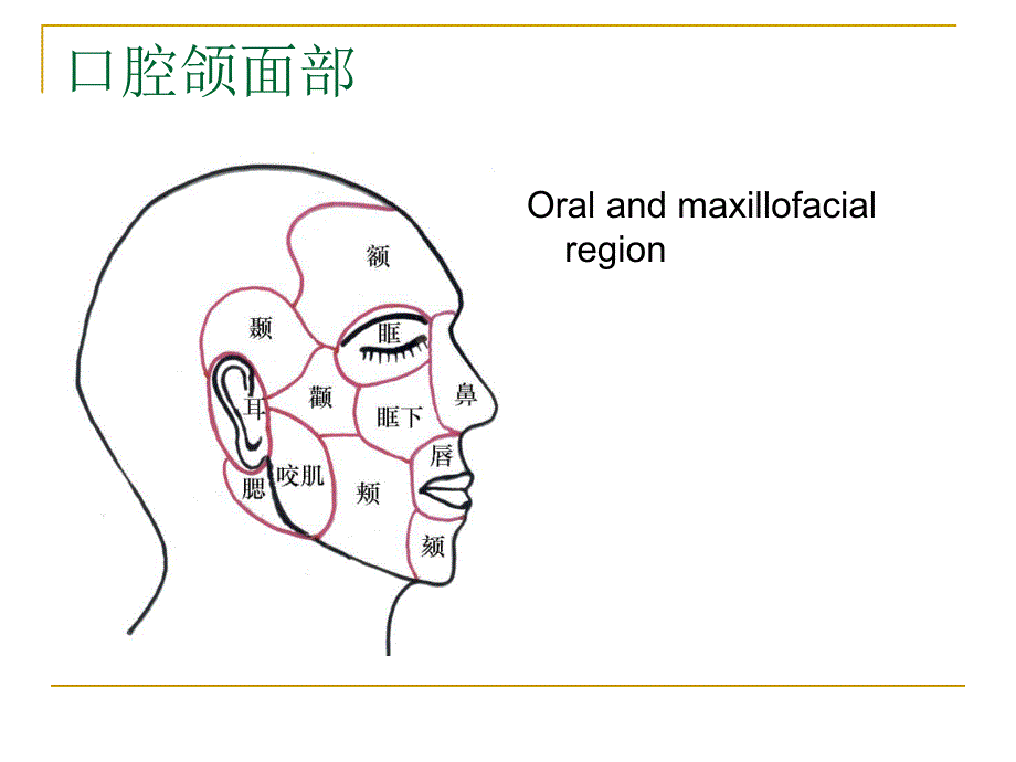 口腔解剖和生理.ppt_第2页