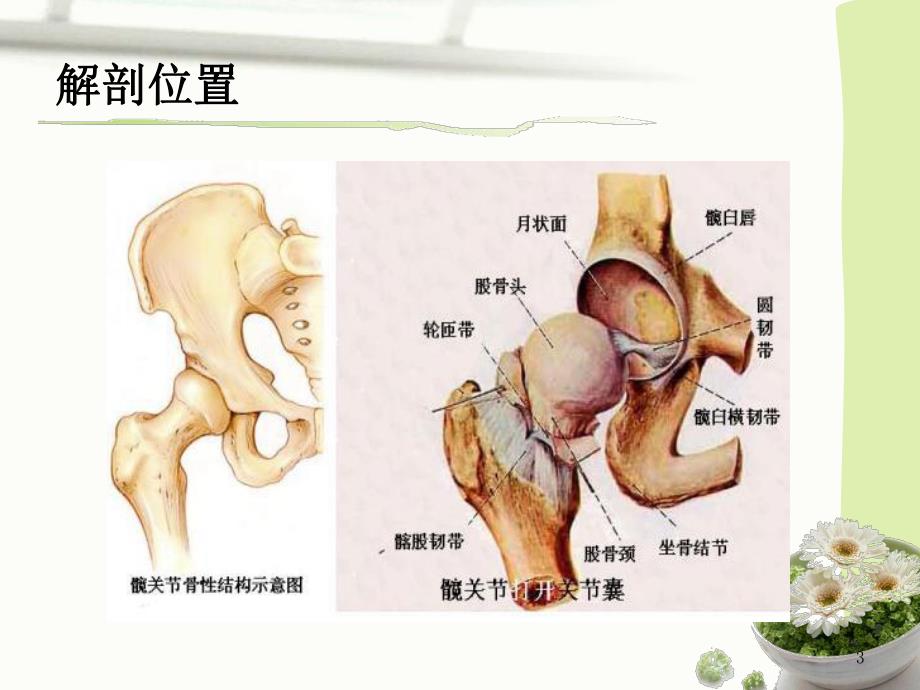 髋关节置换术后康复护理.ppt_第3页