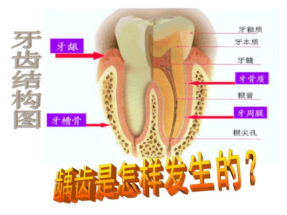 【小学健康教育课件】口腔保健PPT.ppt_第3页