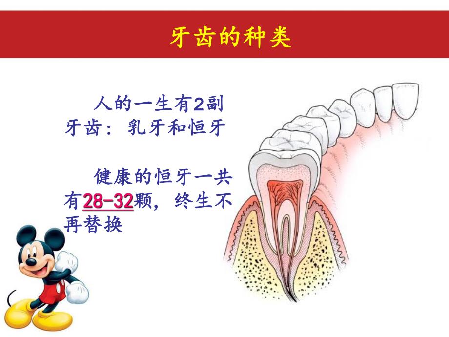 幼儿牙齿的功能与保健.ppt_第3页