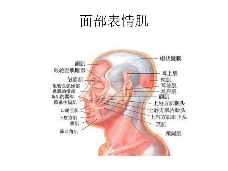 ppdo线雕临床医学医药卫生专业资料.ppt_第3页