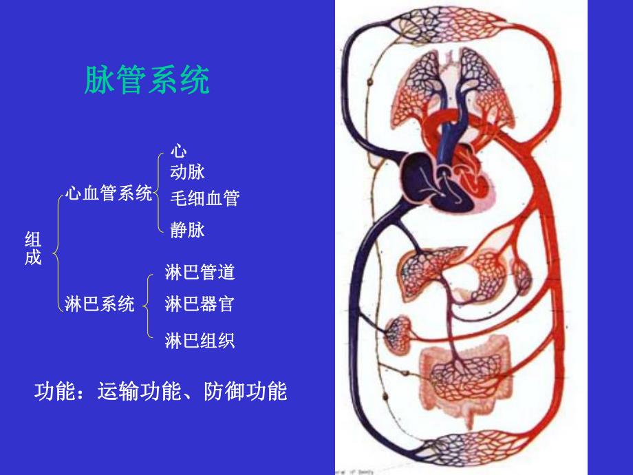 脉管系总论心 人体解剖学.ppt_第2页