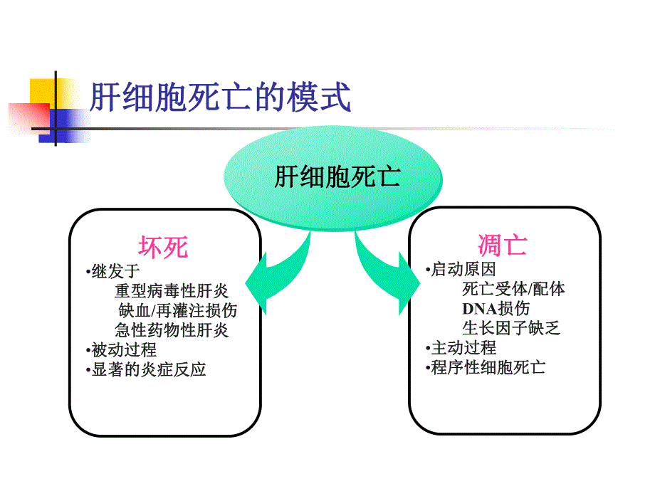 肝细胞死亡的基础与临床研究.ppt_第3页