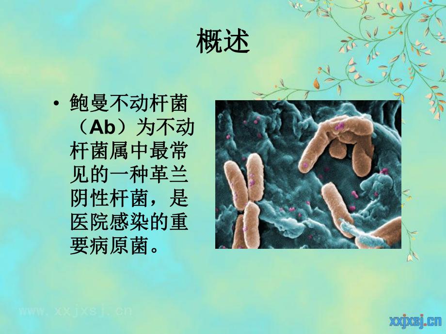 鲍曼不动杆菌.ppt.ppt_第2页