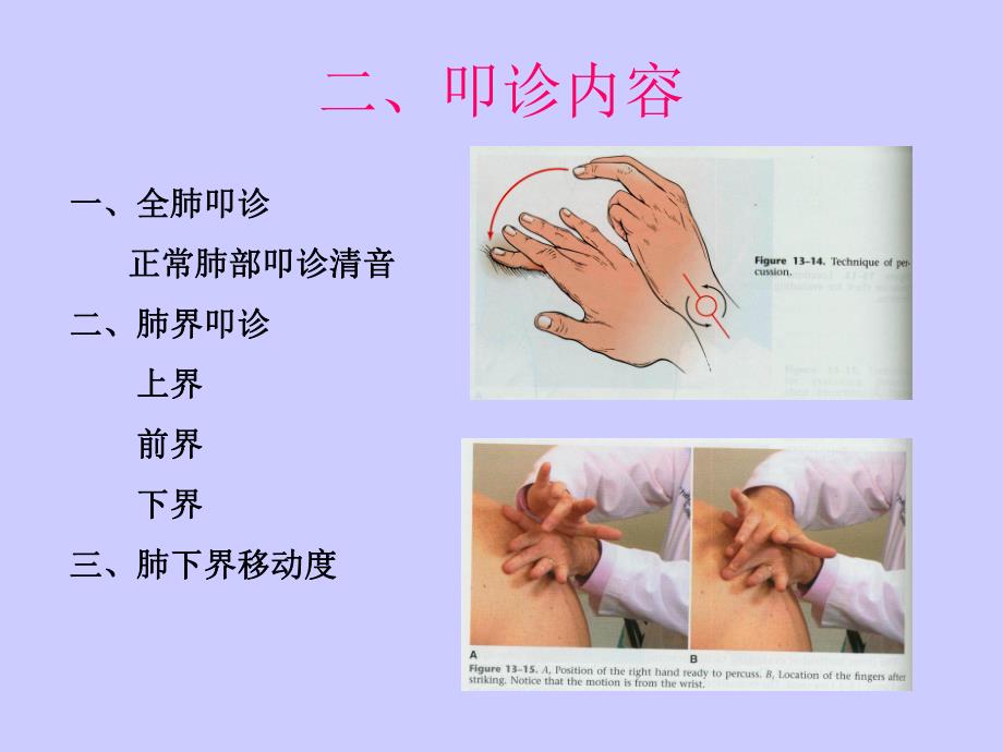 肺脏叩诊.ppt_第3页