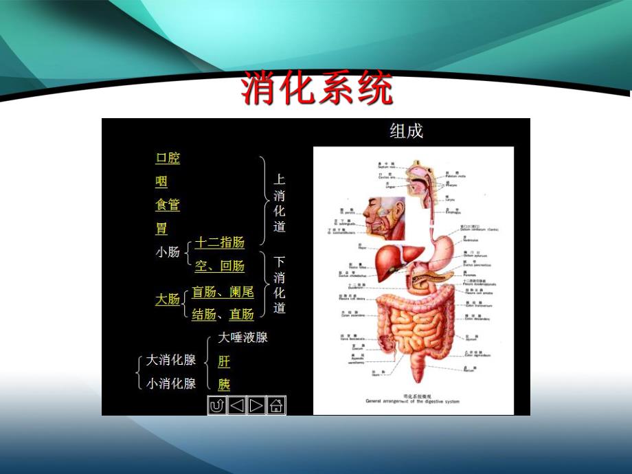 最形象的医学基础知识1.ppt_第3页