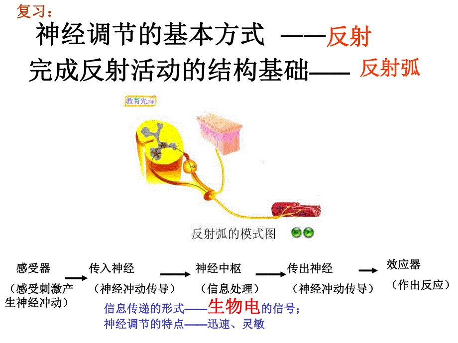 第3节内分泌系统中信息的传递和调节名师编辑PPT课件.ppt_第2页