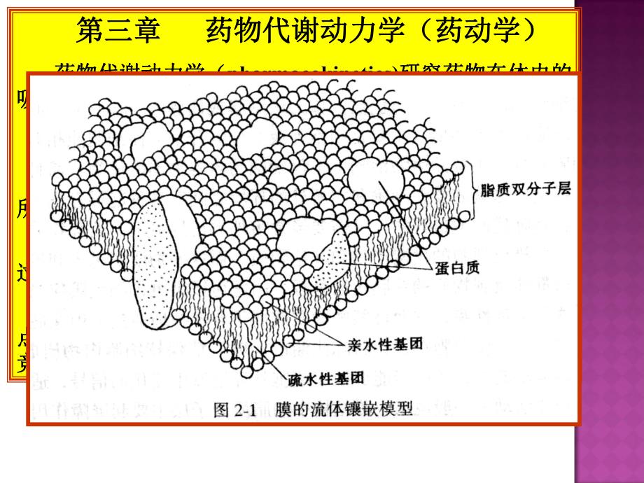 第3章药物代谢动力学1名师编辑PPT课件.ppt_第3页