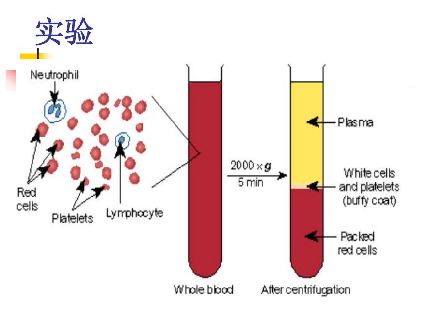 第3章血液生理.ppt_第3页