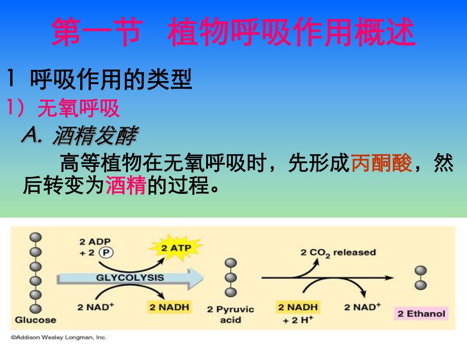 第4章植物的呼吸作用.ppt_第2页