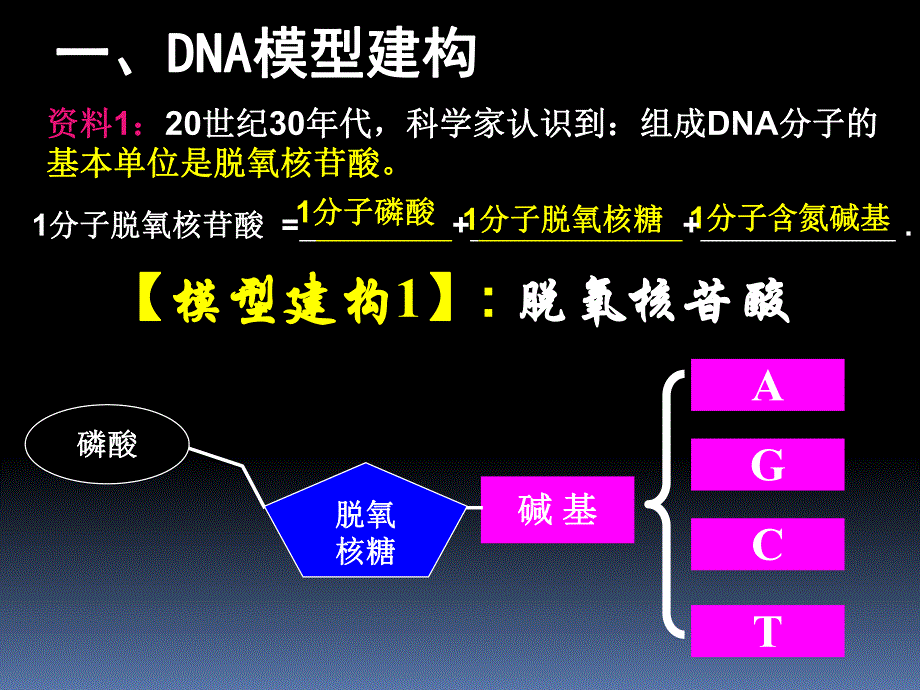 第3章第2节DNA分子结构.ppt_第3页