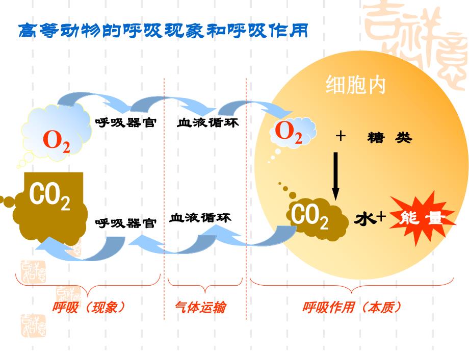 第3节ATP的主要来源细胞呼吸名师编辑PPT课件.ppt_第2页