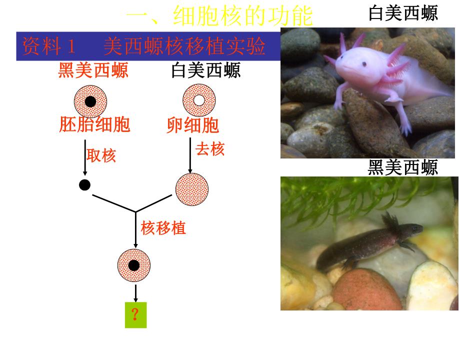 第3节细胞核——系统的控制中心.ppt_第2页