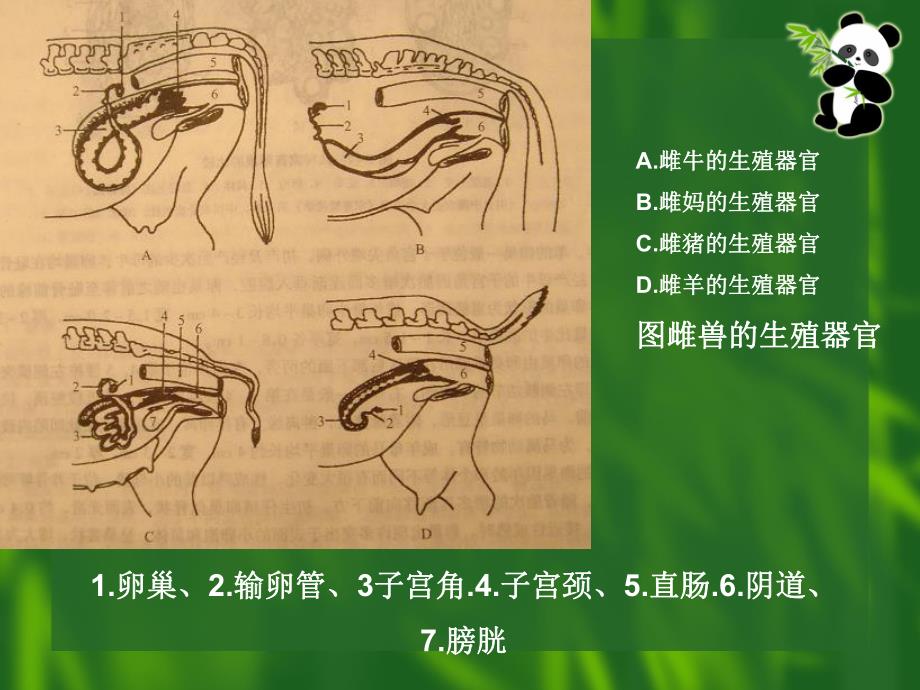 第45章兽类生殖生理.ppt_第3页