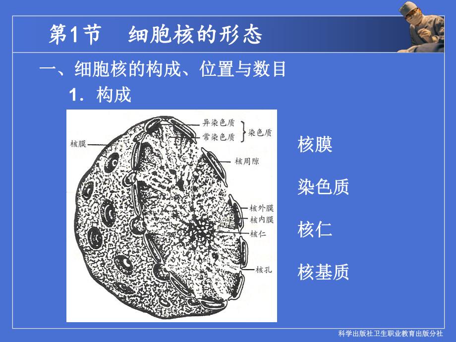 第4章细胞核.ppt_第3页