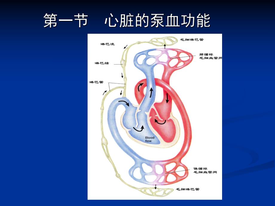 第4章第1节心脏的泵血功能名师编辑PPT课件.ppt_第2页