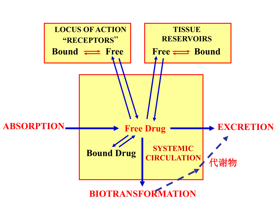 第3章药物代谢动力学.ppt_第3页