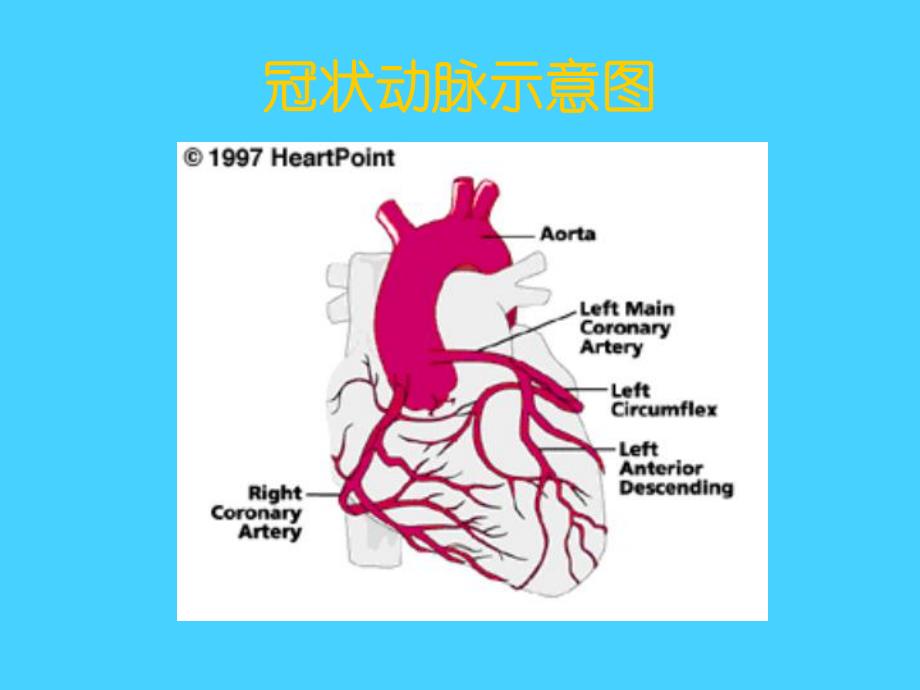 冠状动脉粥样硬化性心脏病1.ppt_第2页