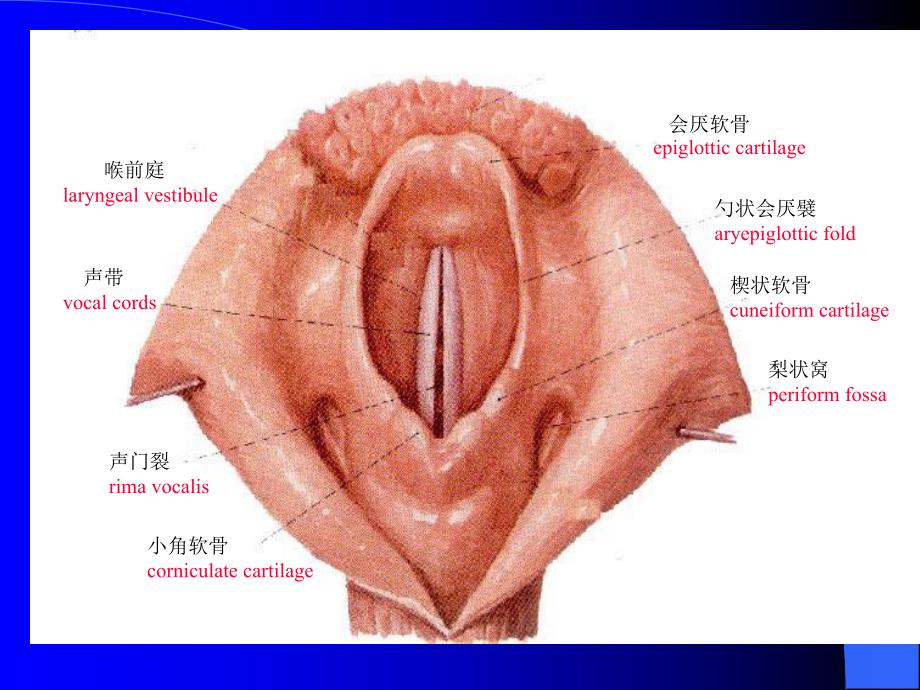 喉阻塞和气管切幻灯片.ppt_第3页