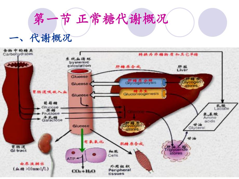 【医学课件】 糖代谢异常及糖代谢紊乱疾病.ppt_第3页