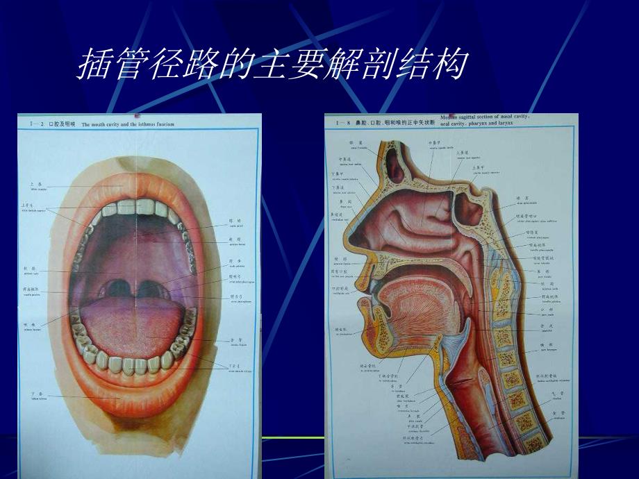 气管及支气管内插管.ppt.ppt_第3页