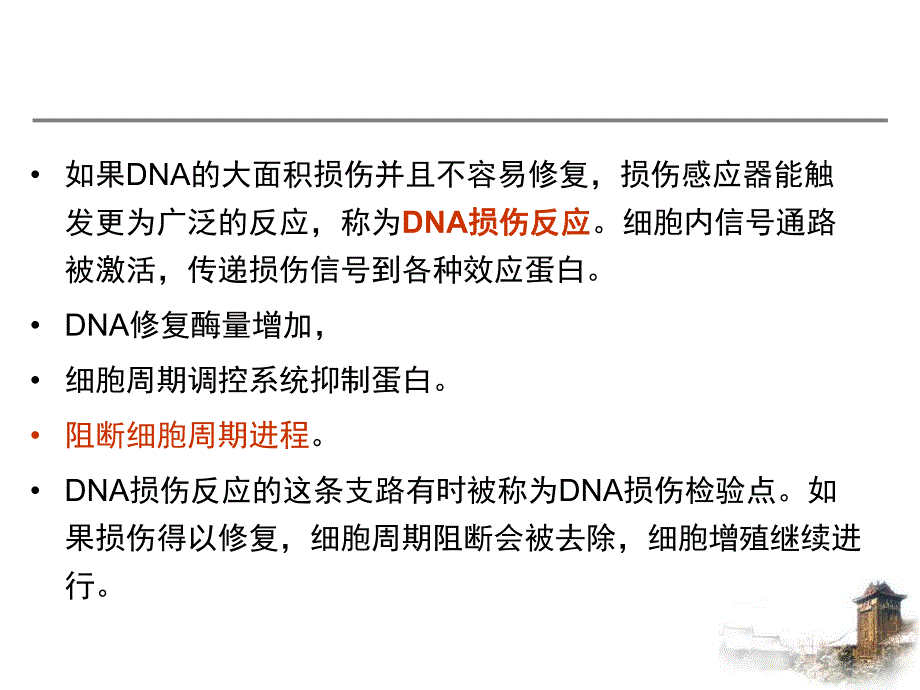 第4章：DNA损伤反应.ppt_第3页