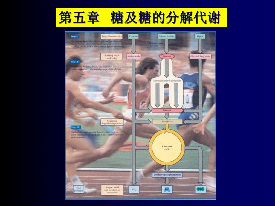 第5章：糖代谢1.ppt_第1页