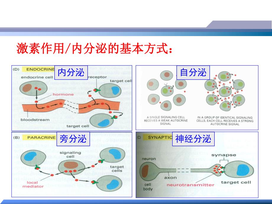 第7章内分泌系统.ppt_第3页