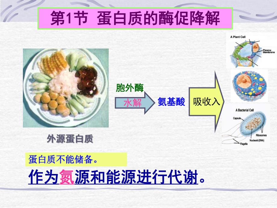 第7章蛋白质的酶促降解和氨基酸代谢.ppt_第2页