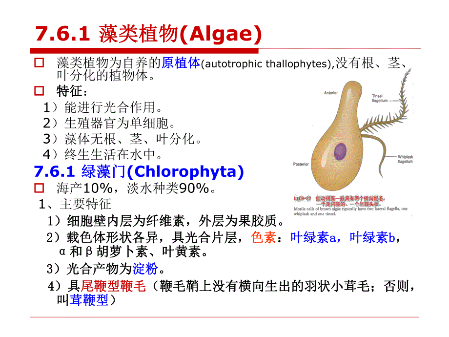 第7章76植物界.ppt_第3页