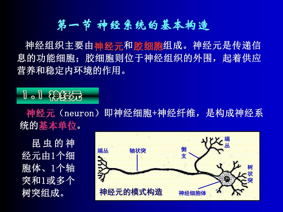 第7章神经系统.ppt_第2页