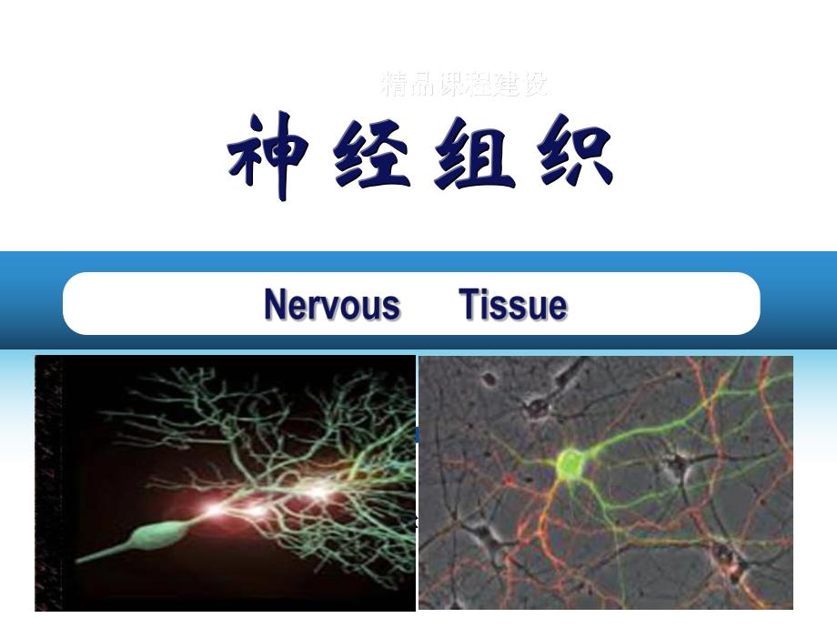 第7章 神经组织.ppt_第2页