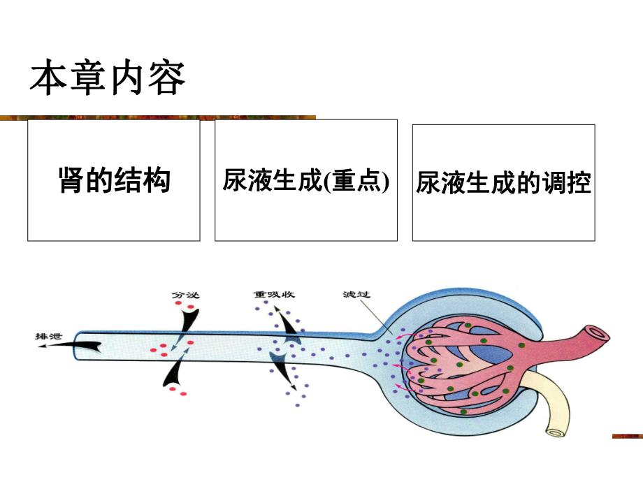 第8章尿的生成和排出郑煜版.ppt_第2页