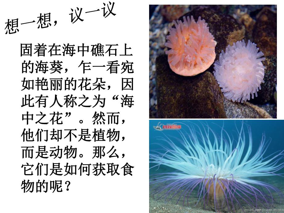 第一章第一节腔肠动物和扁形动物.ppt_第3页