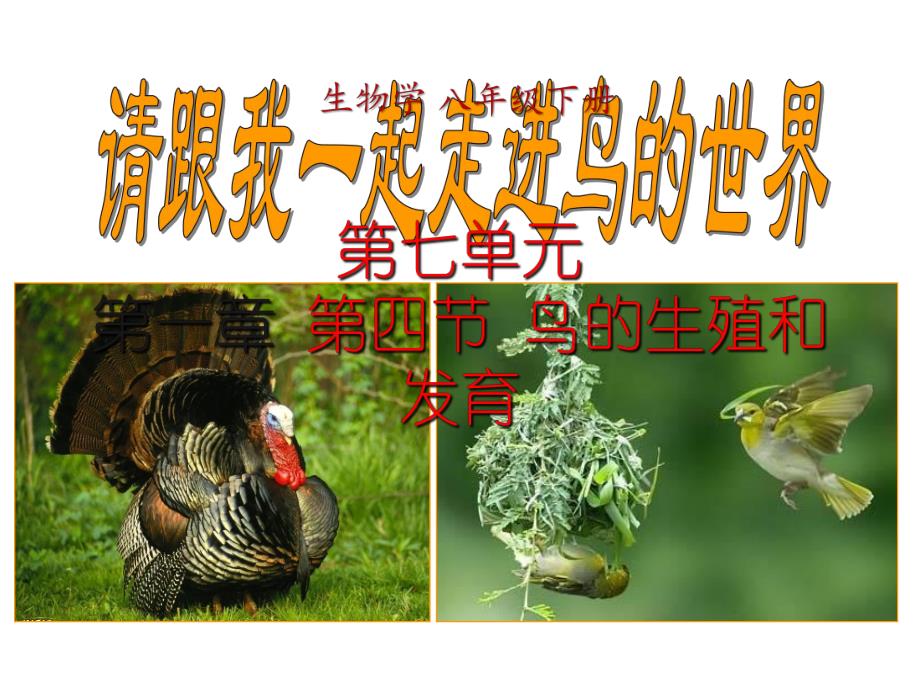 第一章第四节鸟的生殖和发育.ppt_第1页