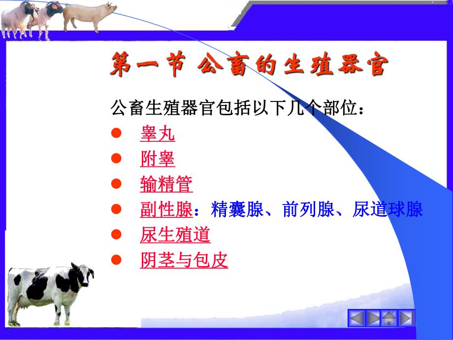 第一章家畜生殖器官.ppt_第3页