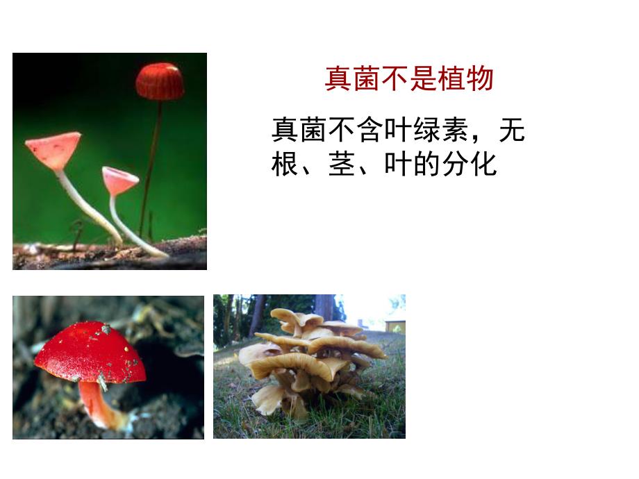 第9章　真菌概述名师编辑PPT课件.ppt_第3页