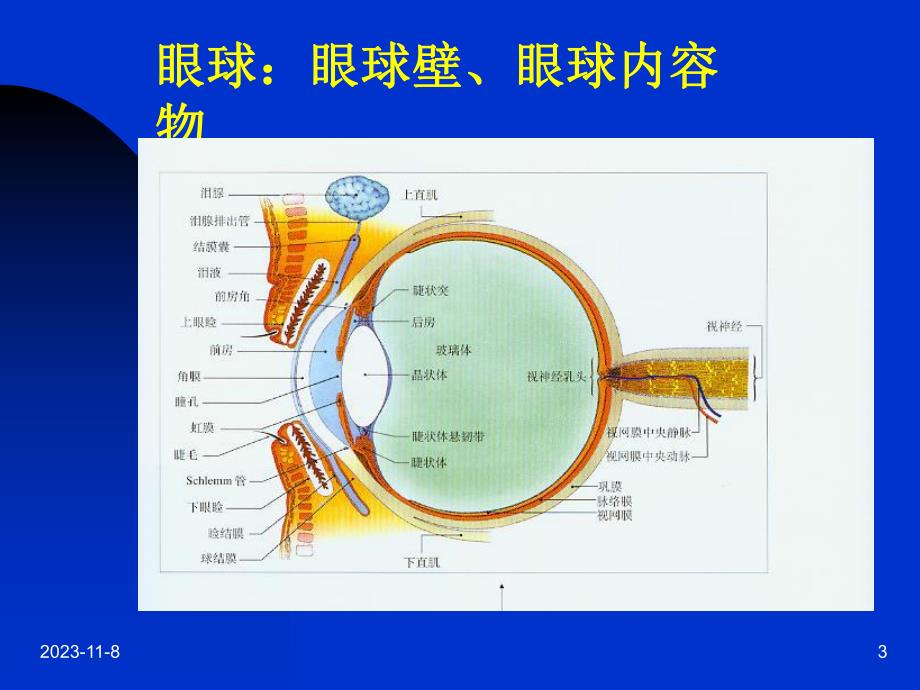 第一章眼科学基础名师编辑PPT课件.ppt_第3页