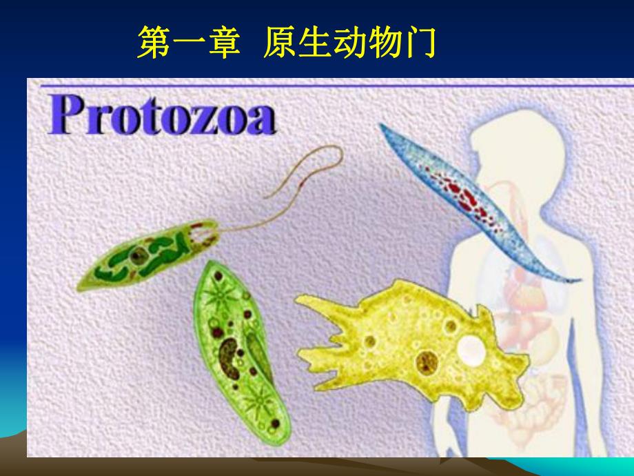 第一章原生动物门Protozoa原生动物门的主要名师编辑PPT课件.ppt_第1页