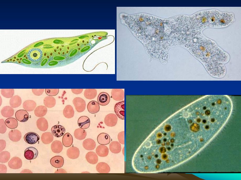 第一章原生动物门Protozoa原生动物门的主要名师编辑PPT课件.ppt_第2页