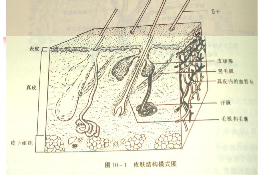 第9章皮肤.ppt_第3页