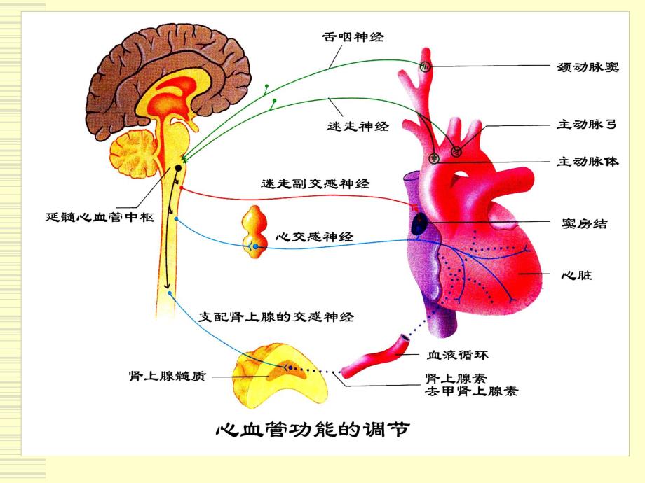 生理学心血管活动调节.ppt_第2页