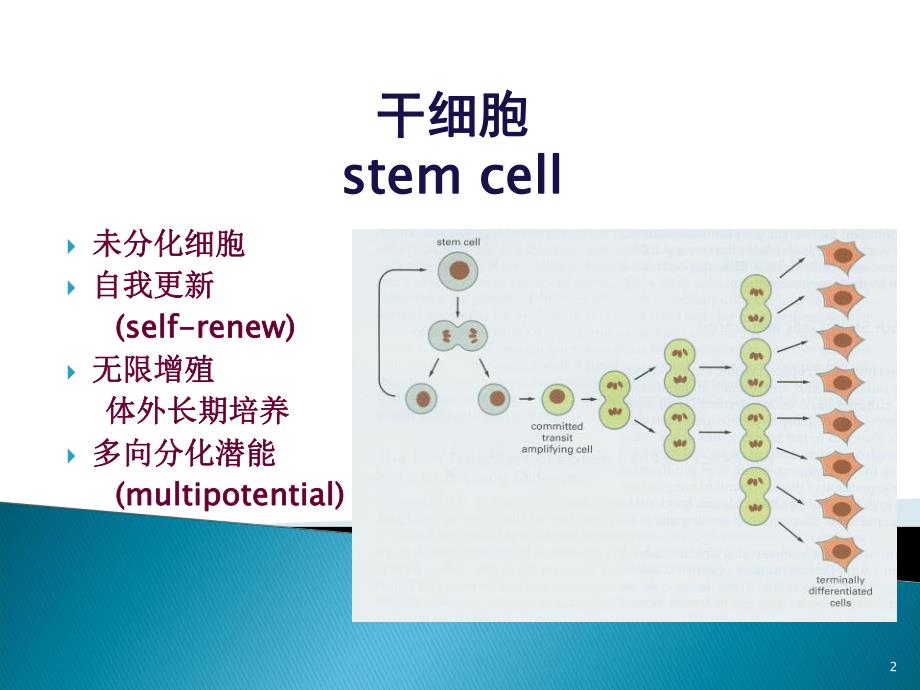 干细胞移植治疗糖尿病进展.ppt_第2页