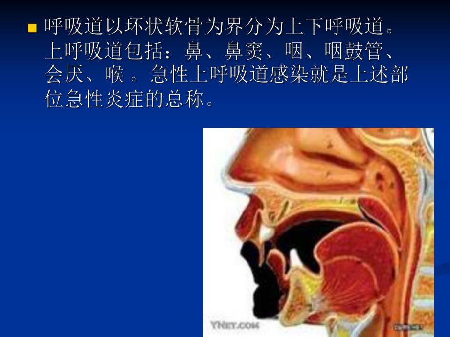 急性呼吸道感染.ppt_第2页