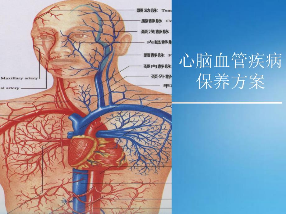 心脑血管疾病保养方案培训讲座.ppt_第1页