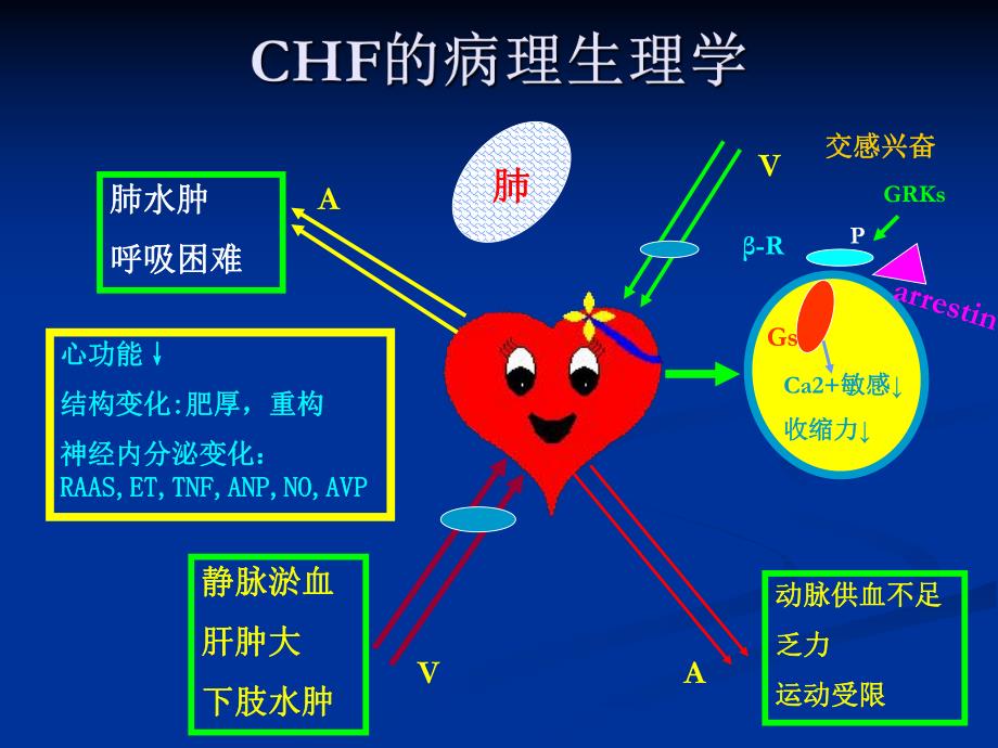 治疗充血性心力衰竭的药物.ppt_第3页