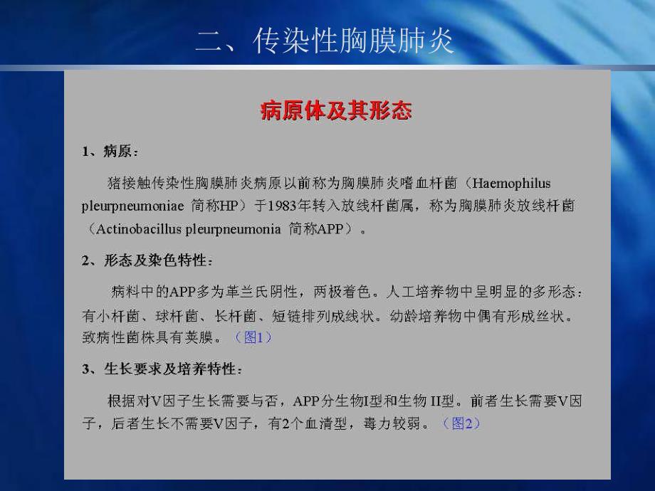 猪病图谱传染性胸膜肺炎.ppt_第2页