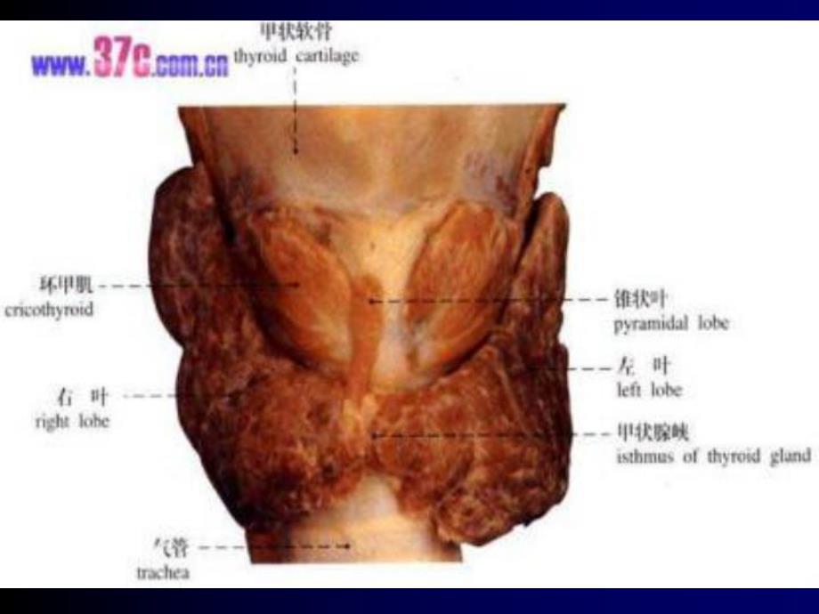 甲状腺疾病颈部疾病.ppt_第3页